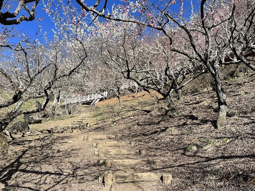 Mt.Tsukuba Japanese Plum Forest.