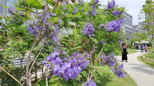  Jacaranda promenade location image photo