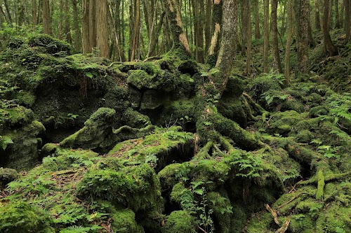 Aokigahara Forest