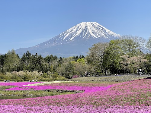 Fuji Shiba-sakura Festival Observation Deck