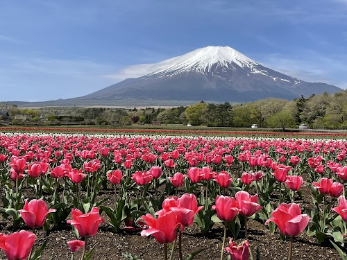 Yamanakako Hana no Miyako Park