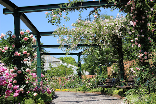  Shiki-no-kaori (scent of four seasons) Rose Garden location image photo